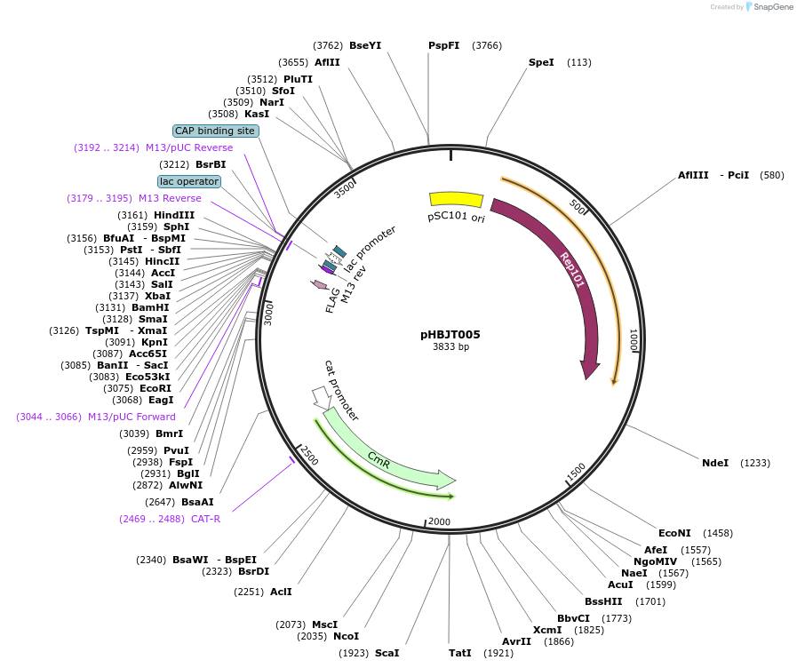 225156-plasmid-map-sequence-id-444672