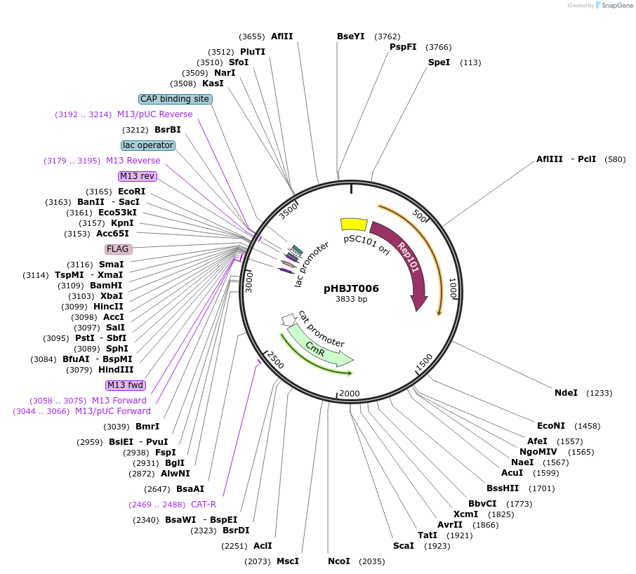 225157-plasmid-map-sequence-id-444673