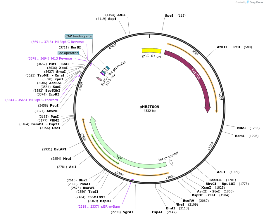225160-plasmid-map-sequence-id-444675
