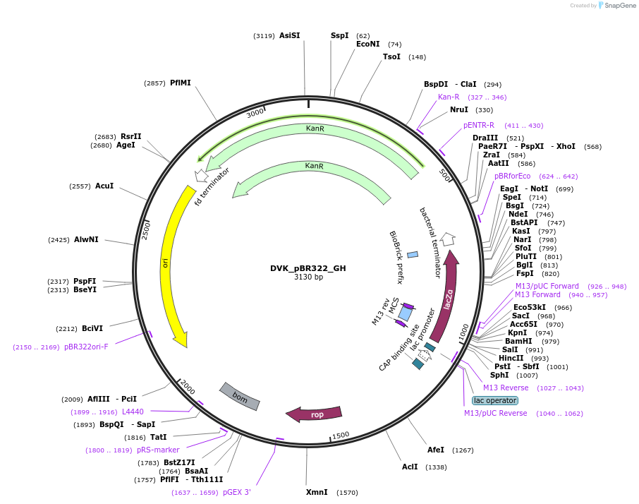 217596-plasmid-map-sequence-id-444676