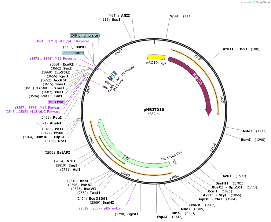 225161-plasmid-map-sequence-id-444677