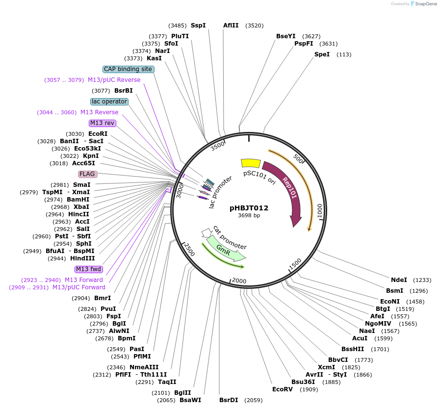 225163-plasmid-map-sequence-id-444678