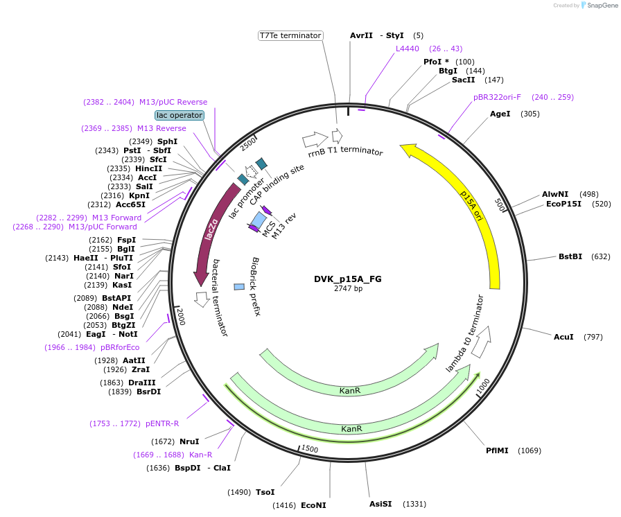 217585-plasmid-map-sequence-id-444679