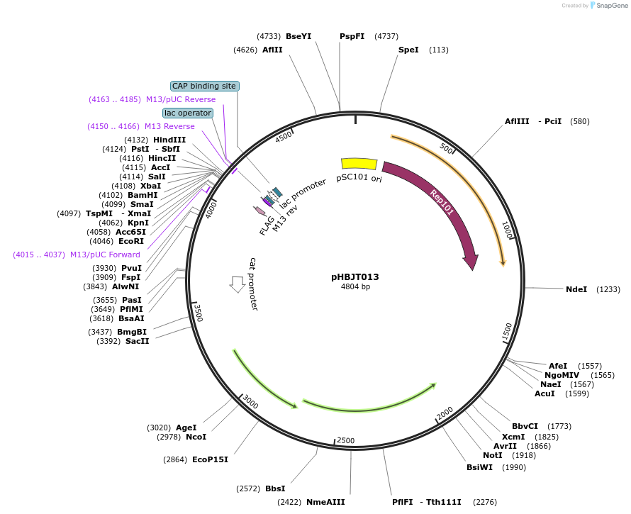 225164-plasmid-map-sequence-id-444681