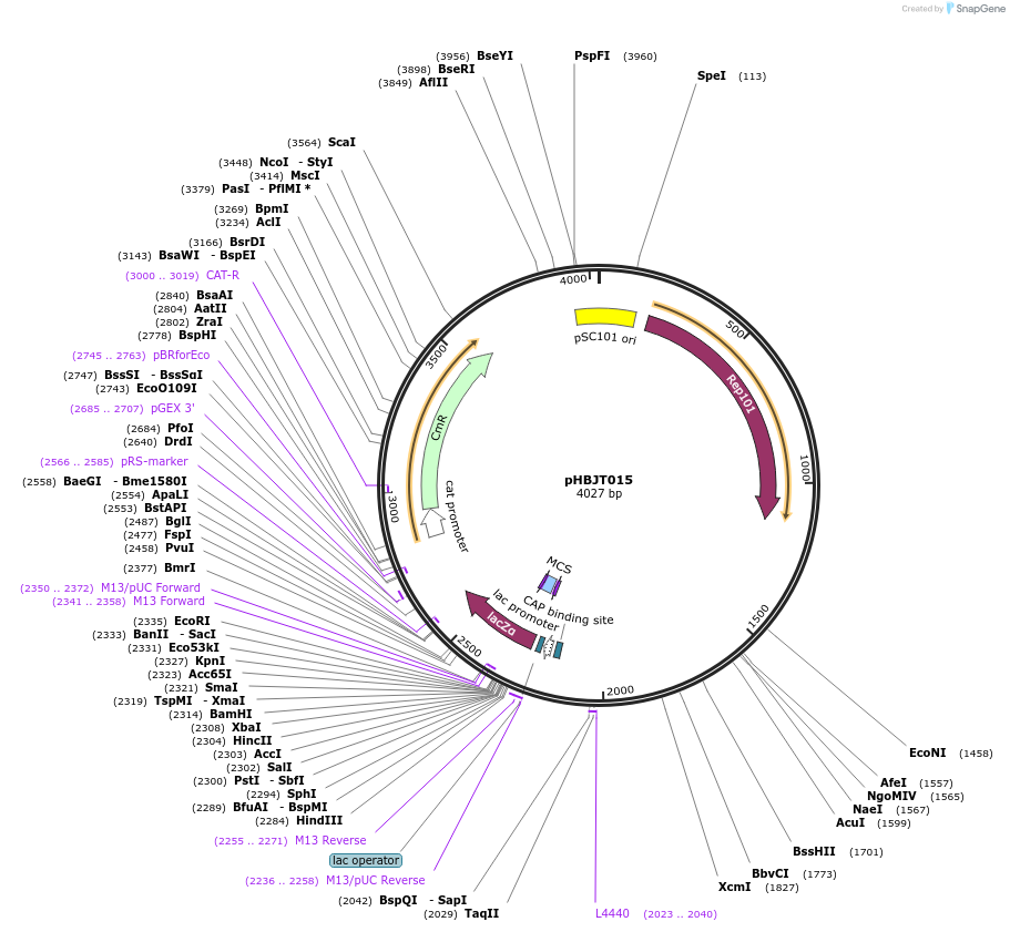 225166-plasmid-map-sequence-id-444684