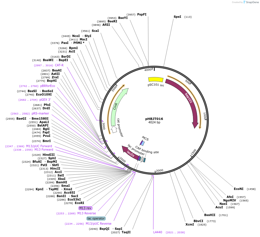 225167-plasmid-map-sequence-id-444685