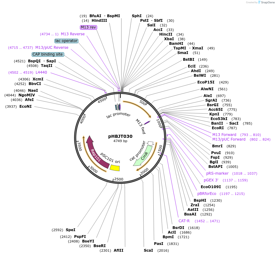 225176-plasmid-map-sequence-id-444686