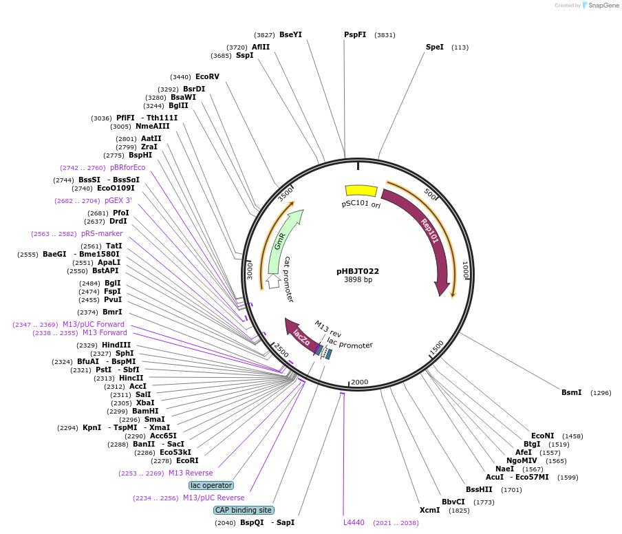 225173-plasmid-map-sequence-id-444687