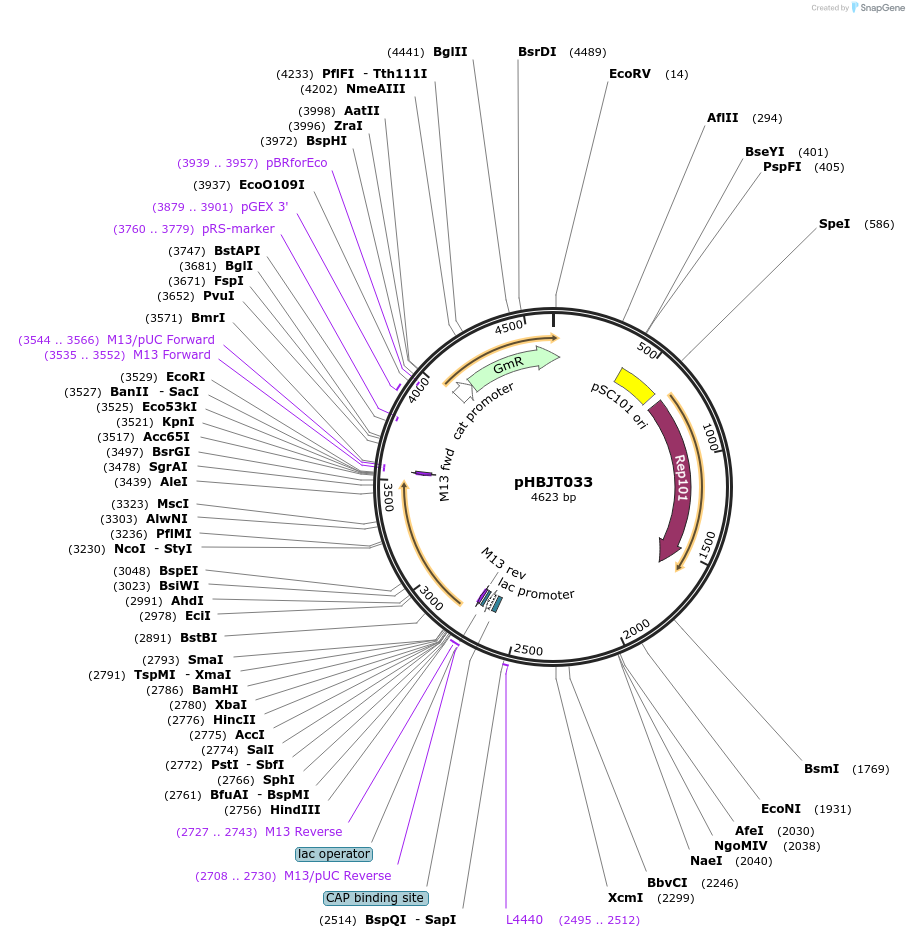 225179-plasmid-map-sequence-id-444689