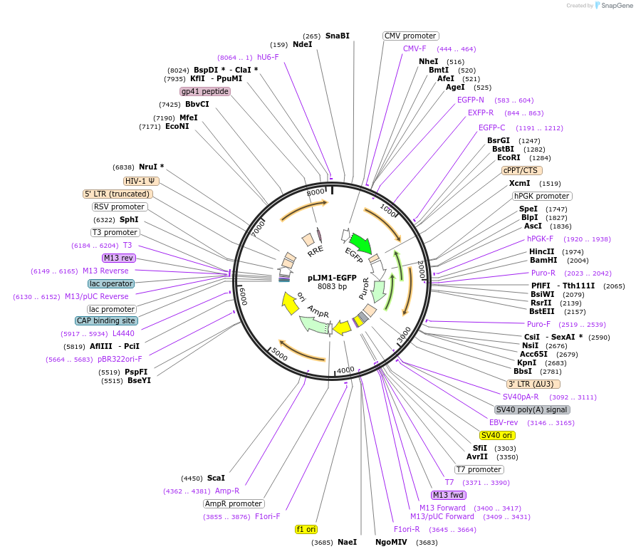 19319-plasmid-map-sequence-id-444690