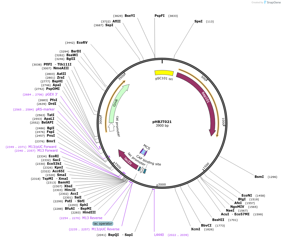 225172-plasmid-map-sequence-id-444691