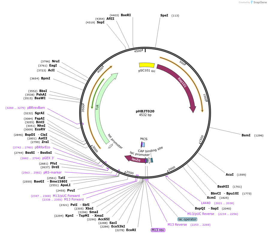 225171-plasmid-map-sequence-id-444693
