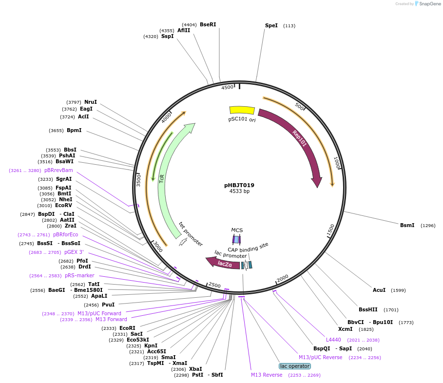 225170-plasmid-map-sequence-id-444694