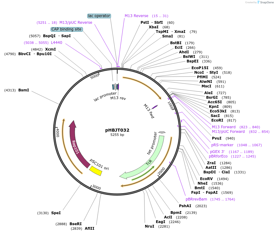 225178-plasmid-map-sequence-id-444695