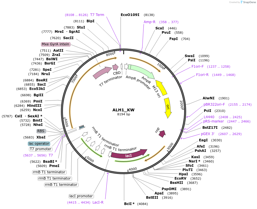 224148-plasmid-map-sequence-id-444698