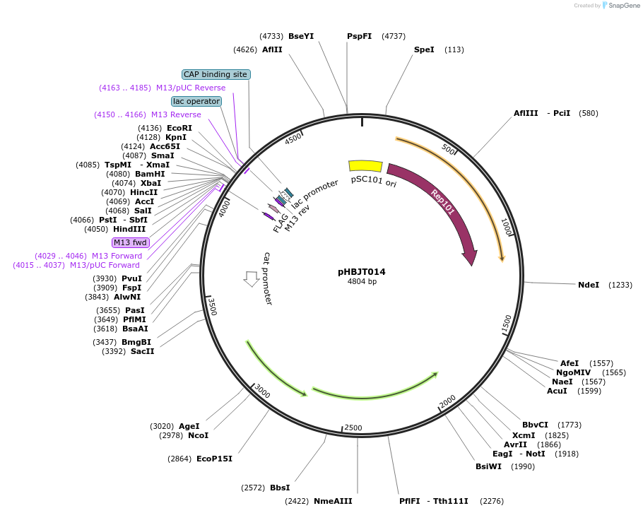225165-plasmid-map-sequence-id-444699