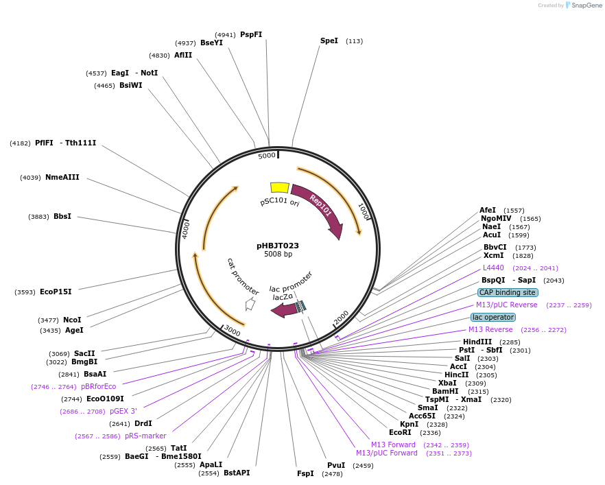 225174-plasmid-map-sequence-id-444700