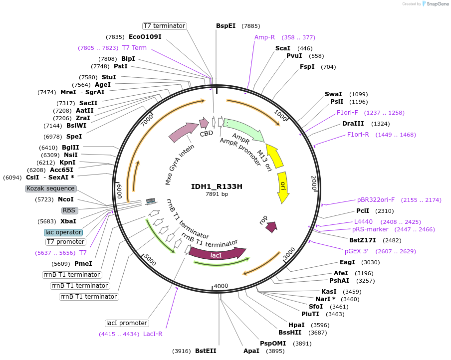224144-plasmid-map-sequence-id-444705