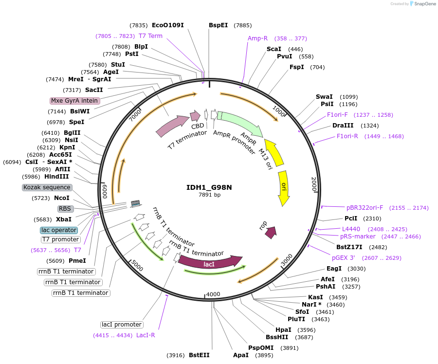 224143-plasmid-map-sequence-id-444706