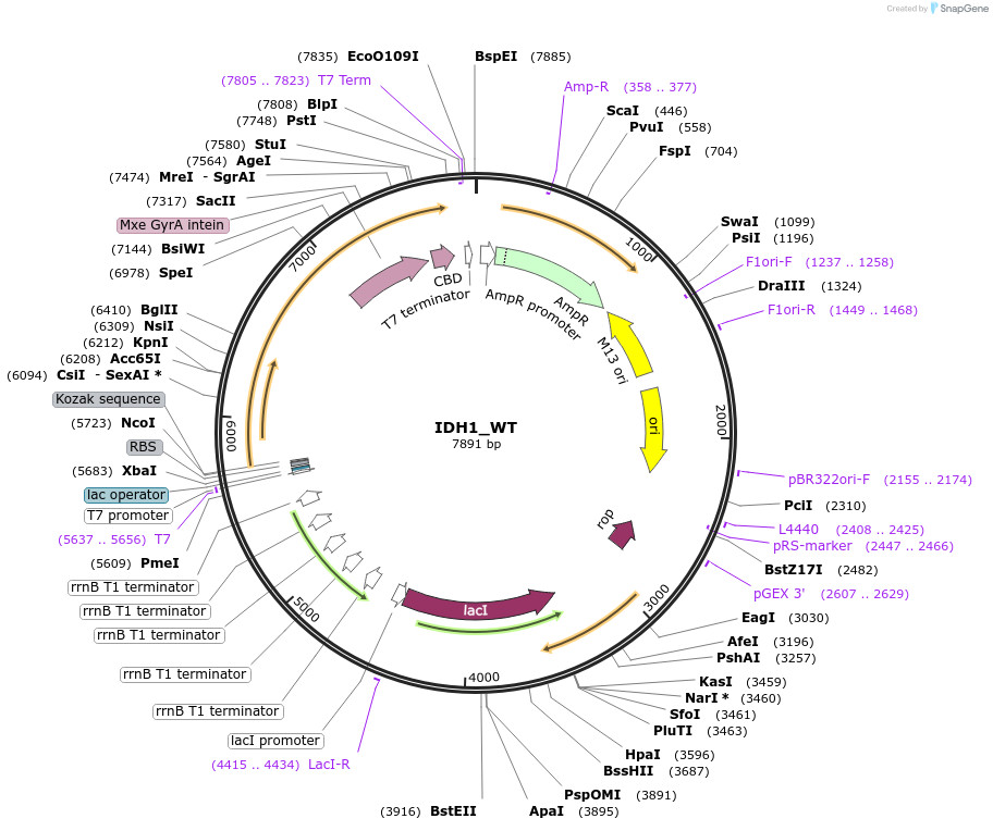 224142-plasmid-map-sequence-id-444707