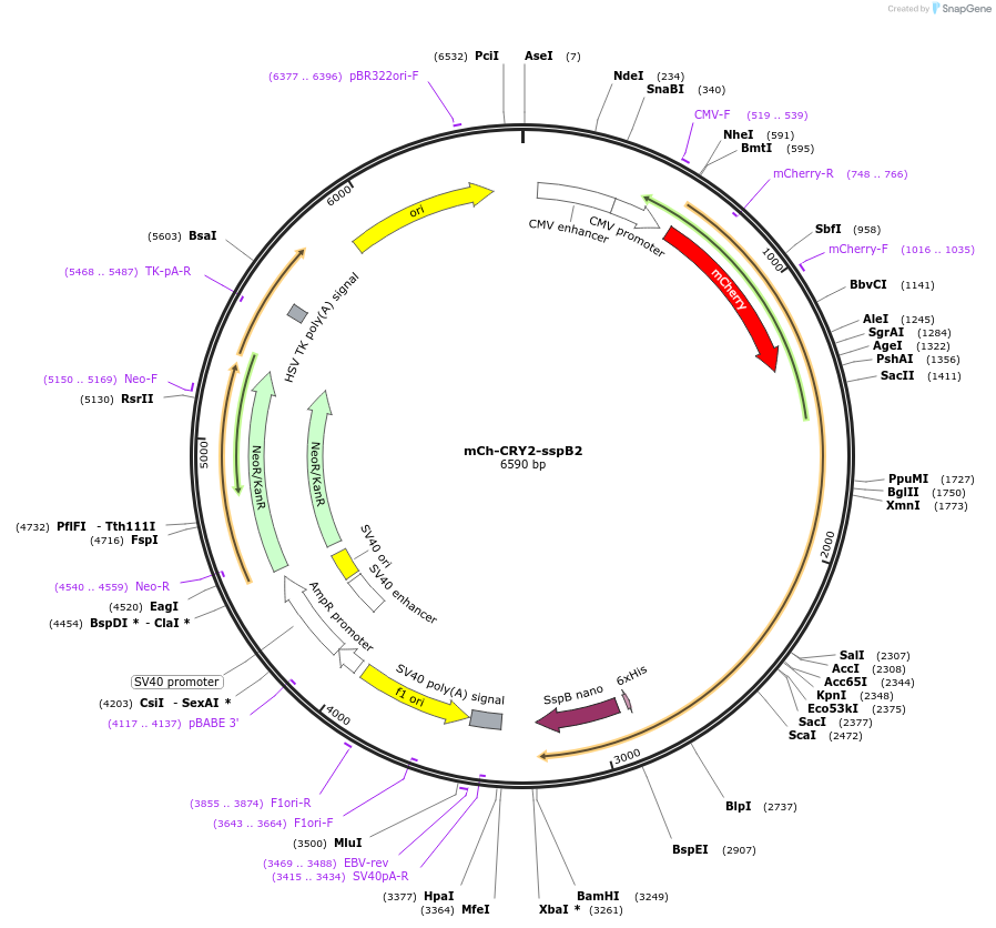 223691-plasmid-map-sequence-id-444708