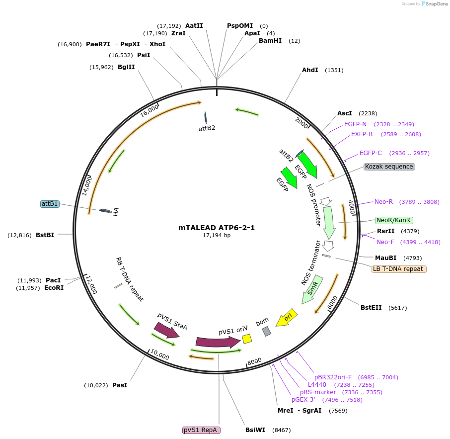 210829-plasmid-map-sequence-id-444729