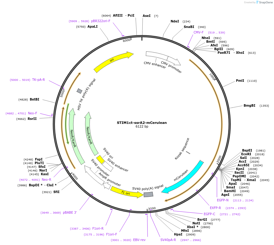 223690-plasmid-map-sequence-id-444732