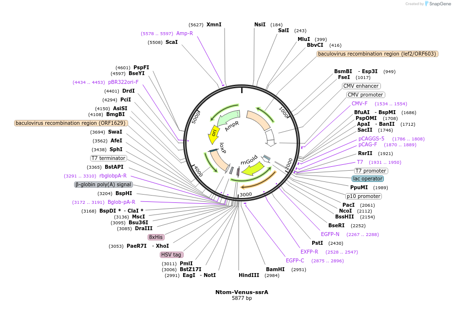 223688-plasmid-map-sequence-id-444733