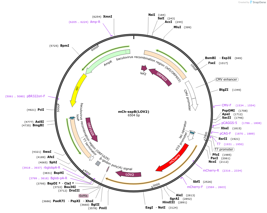 223689-plasmid-map-sequence-id-444734