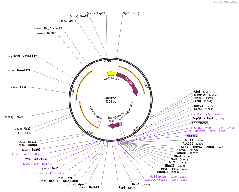 225175-plasmid-map-sequence-id-444735