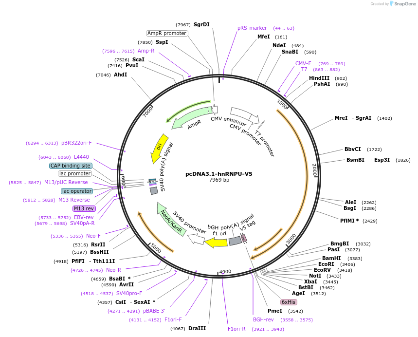 35974-plasmid-map-sequence-id-44474