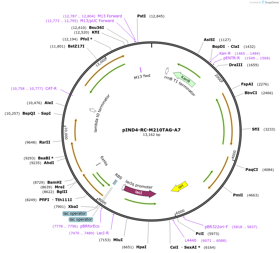 223015-plasmid-map-sequence-id-444740