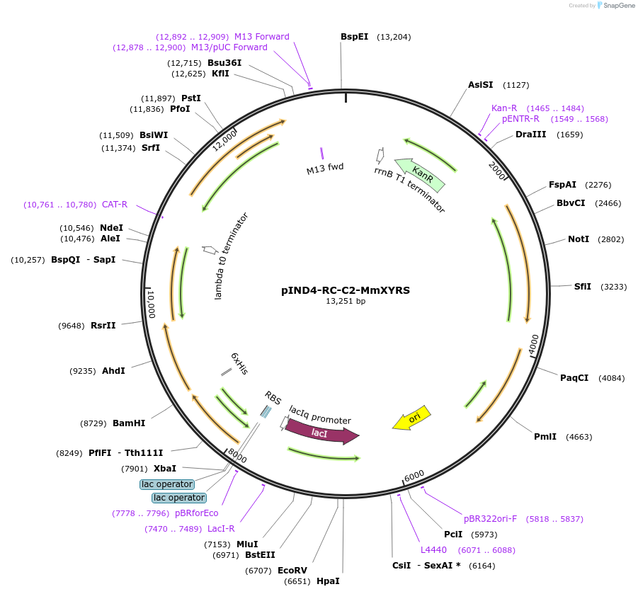 222744-plasmid-map-sequence-id-444741