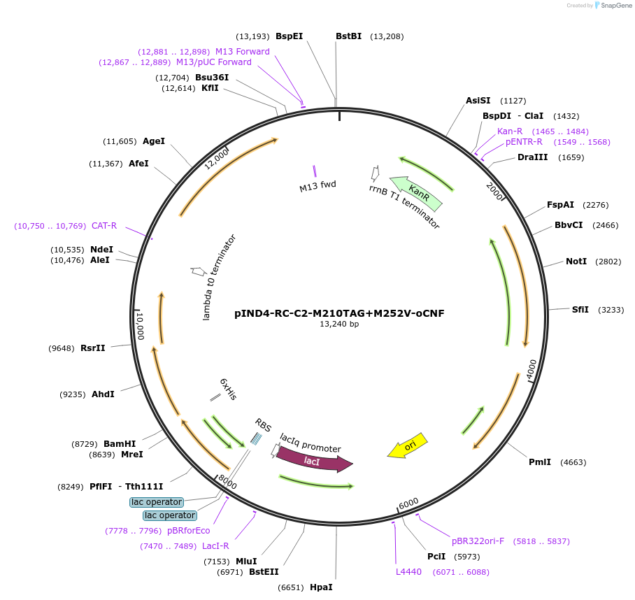 222995-plasmid-map-sequence-id-444743