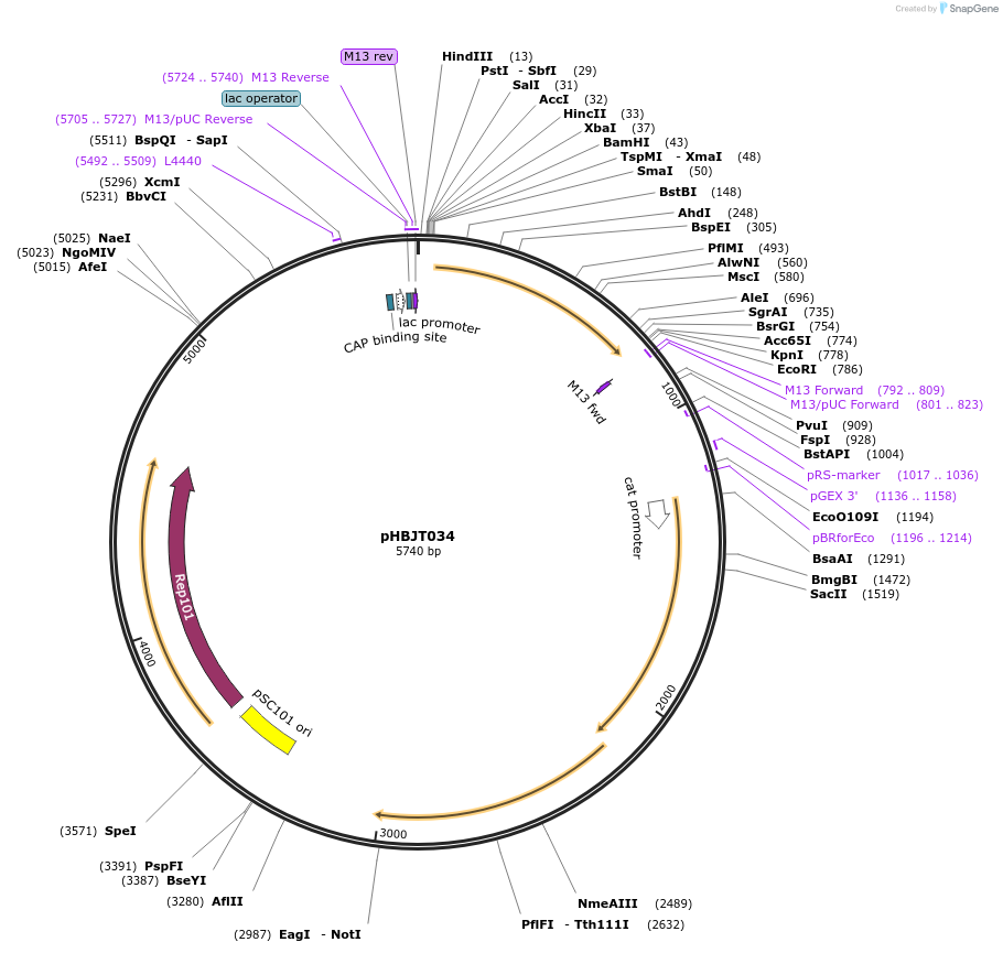 225180-plasmid-map-sequence-id-444744