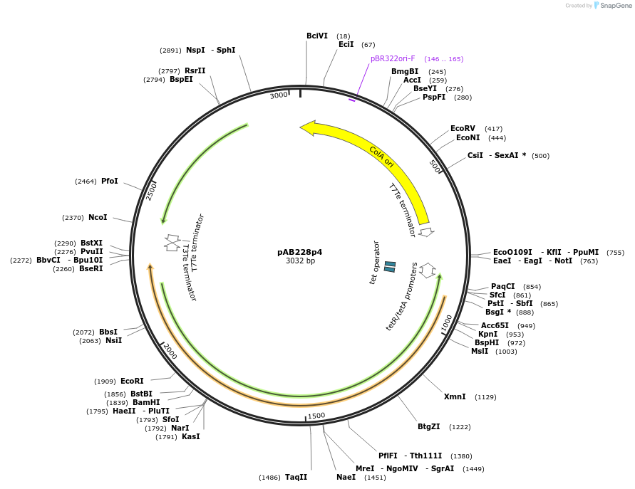 209743-plasmid-map-sequence-id-444745