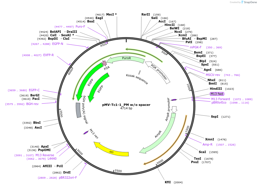 218296-plasmid-map-sequence-id-444746