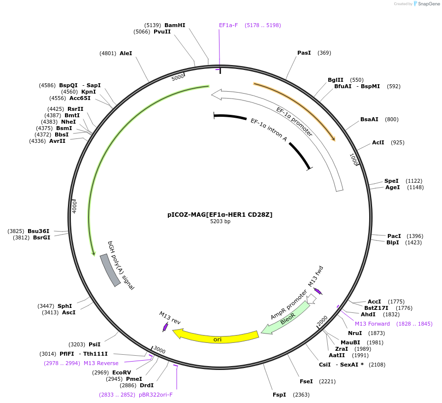 218335-plasmid-map-sequence-id-444749