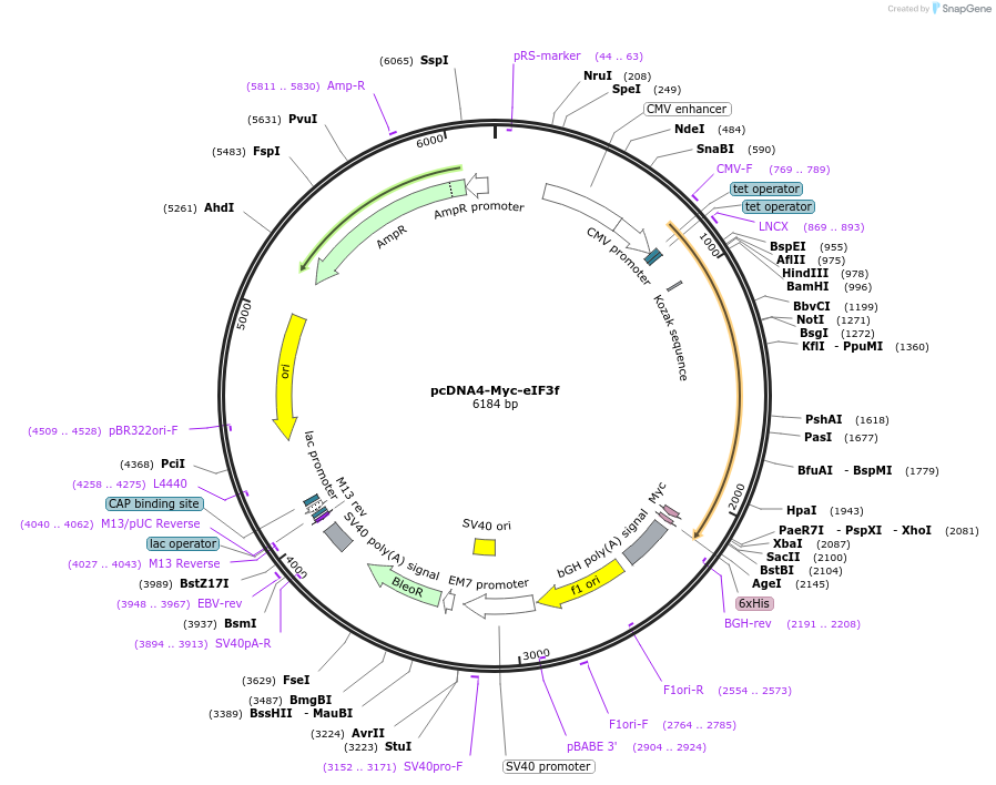 35975-plasmid-map-sequence-id-44475