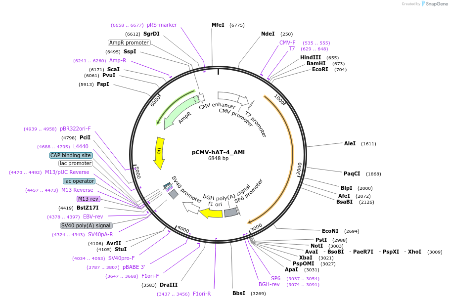 217201-plasmid-map-sequence-id-444750