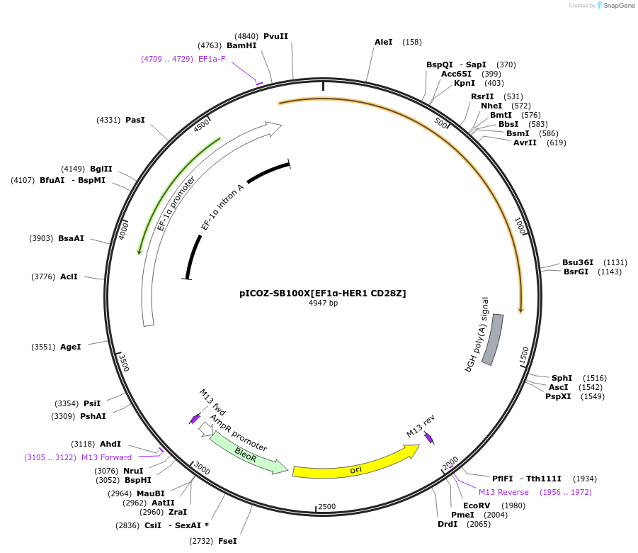 218334-plasmid-map-sequence-id-444751