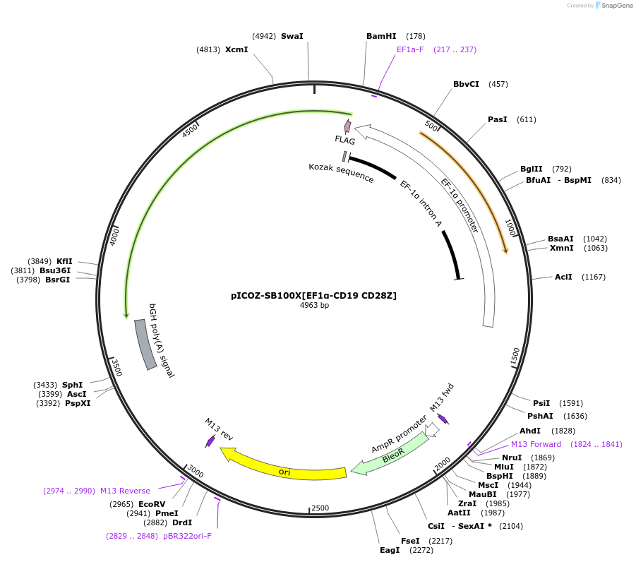 218332-plasmid-map-sequence-id-444752