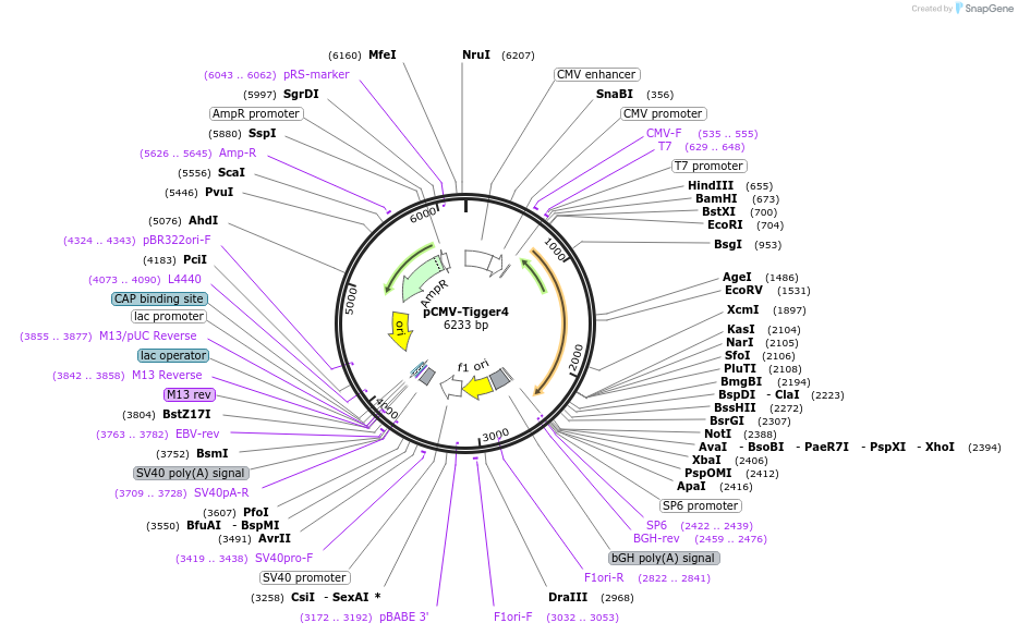 217202-plasmid-map-sequence-id-444753