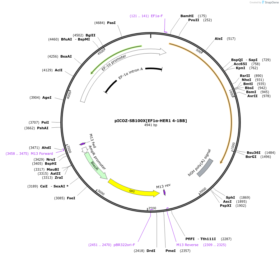 218330-plasmid-map-sequence-id-444754