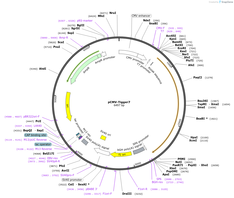 217203-plasmid-map-sequence-id-444756