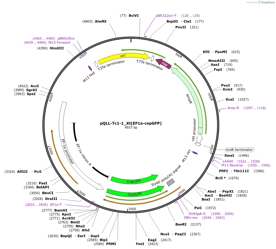 218325-plasmid-map-sequence-id-444759