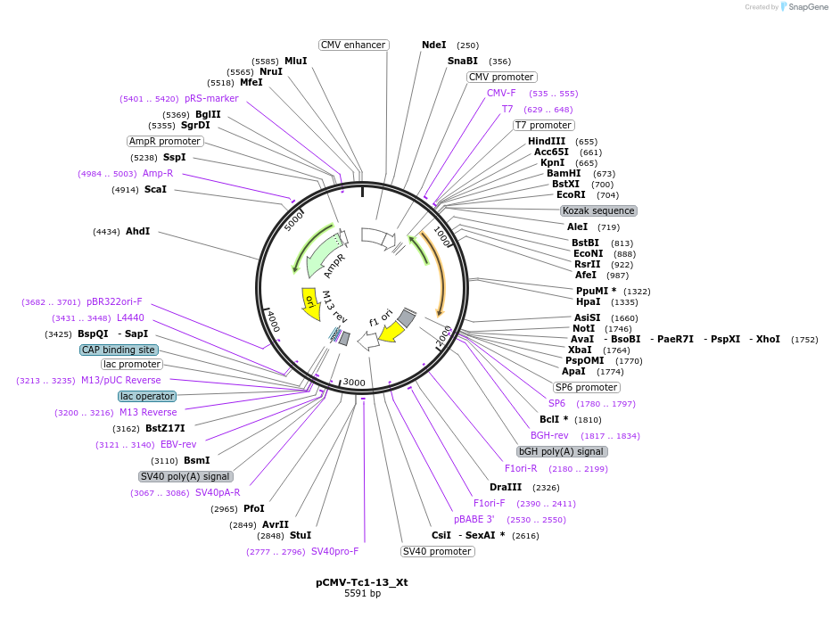 217207-plasmid-map-sequence-id-444769