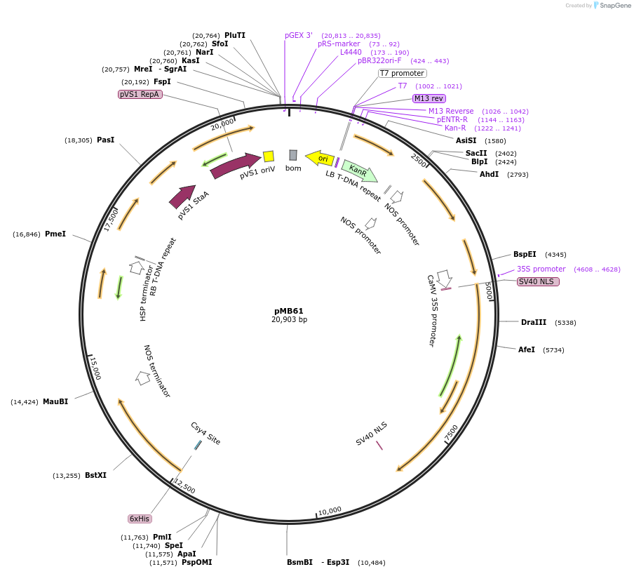 223014-plasmid-map-sequence-id-444778