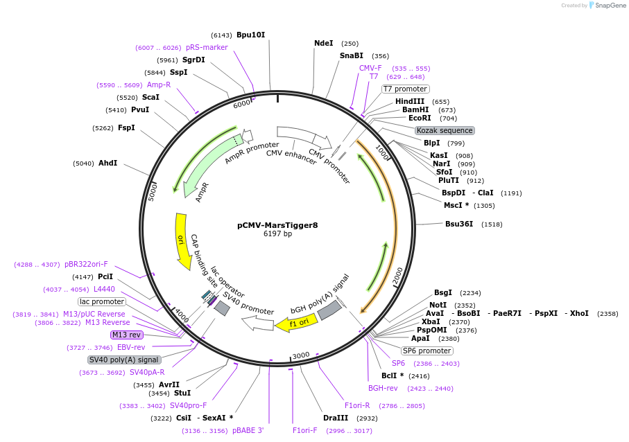 217209-plasmid-map-sequence-id-444780