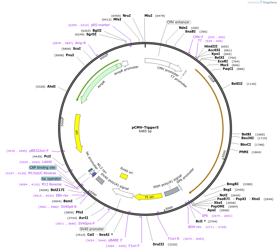 217210-plasmid-map-sequence-id-444782